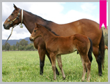 Thoroughbred horse breeding and sales