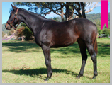Thoroughbred horse breeding and sales