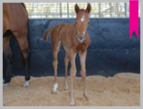 Thoroughbred horse breeding and sales