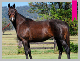Thoroughbred horse breeding and sales