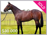 Thoroughbred horse breeding and sales