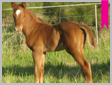 Thoroughbred horse breeding and sales