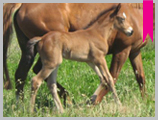 Thoroughbred horse breeding and sales